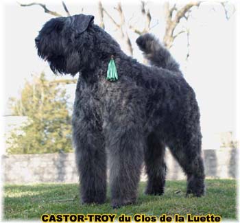 bouvier des flandres du clos de la luette - copyright d&eacute;pos&eacute;
